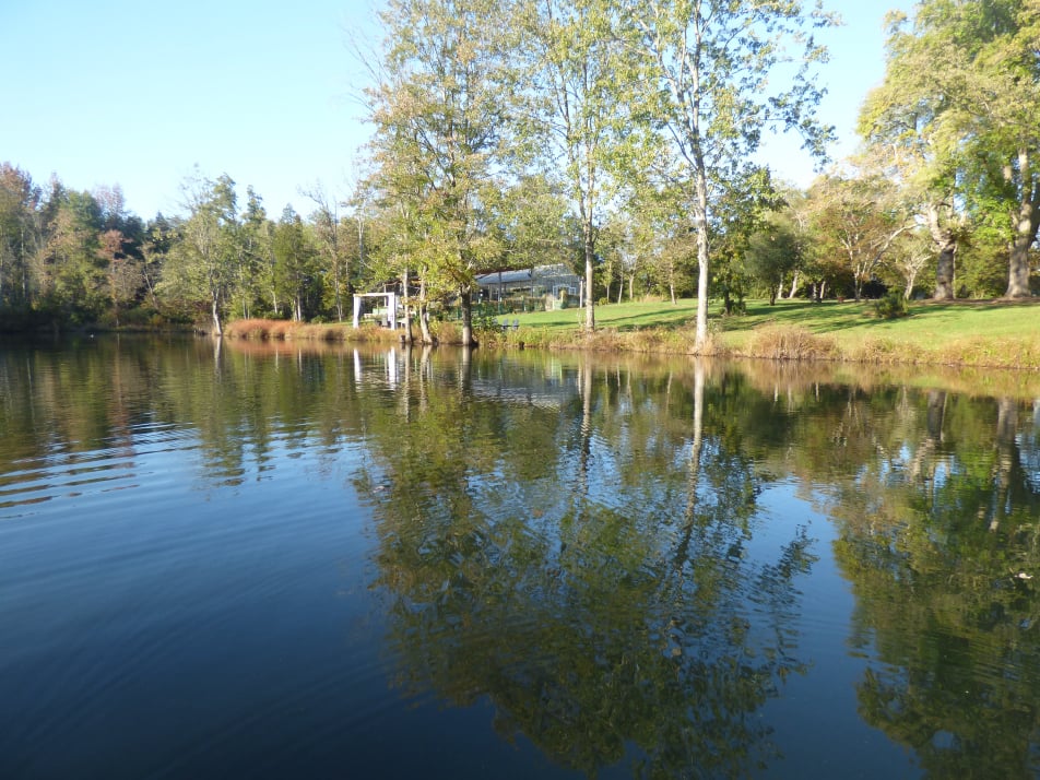 Pond 3 after herbicide treatment 