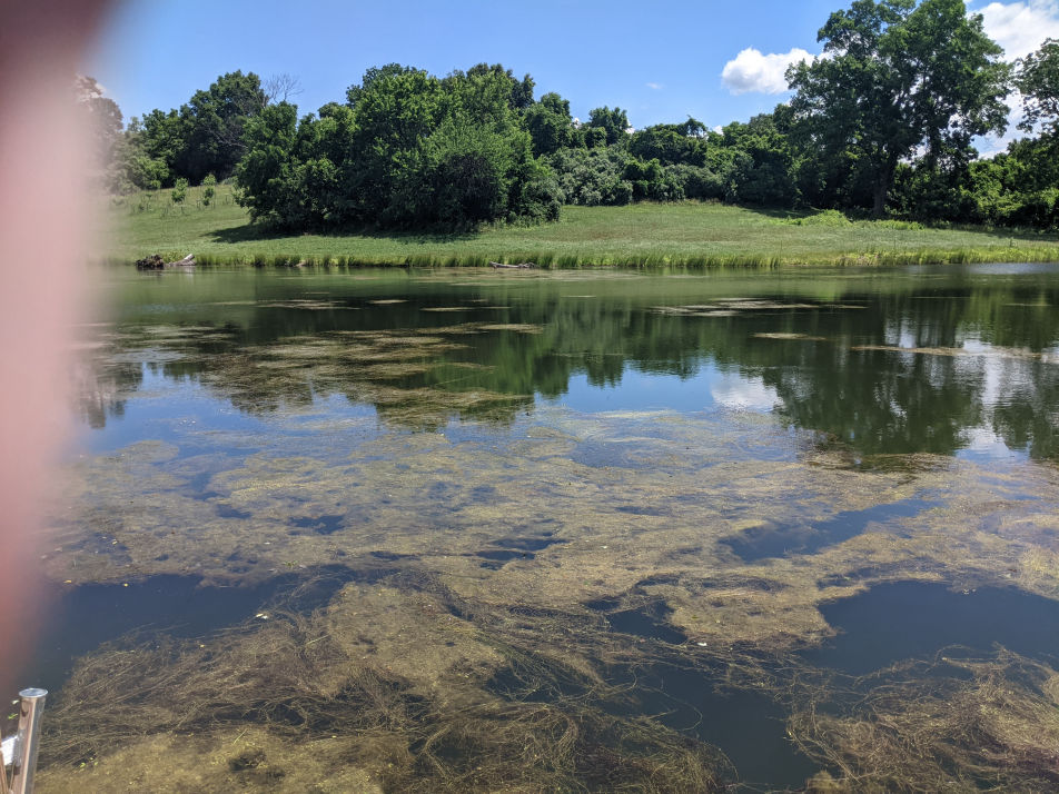 Beaverdam Before Treatment