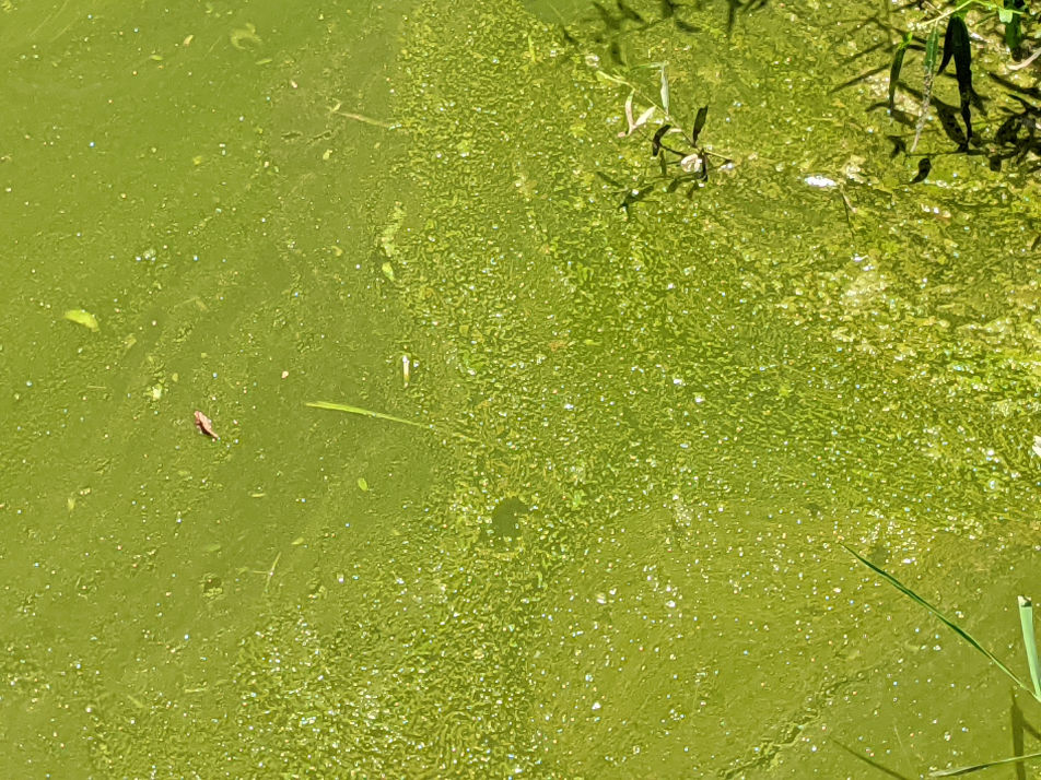 Sterling Pond Algae Before Treatment