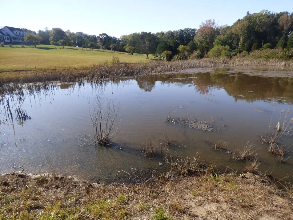 Pond 2 week after herbicide.